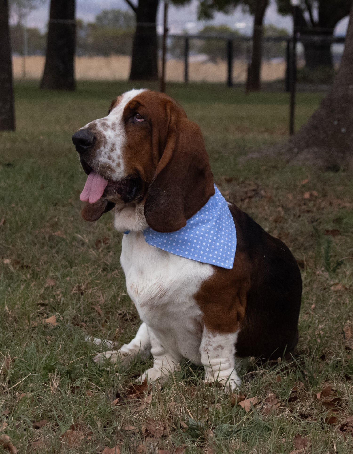 Dog Scarves